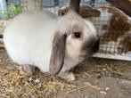 Minlop konijn wit en grijs, Dieren en Toebehoren, Konijnen, Mannelijk, Klein, Hangoor, 0 tot 2 jaar