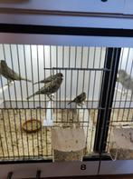Groen Agaat mozaïek kanaries, Dieren en Toebehoren, Vogels | Overige Vogels, Meerdere dieren, Tropenvogel