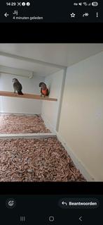 Koppel  rooduikpapegaaien  2016