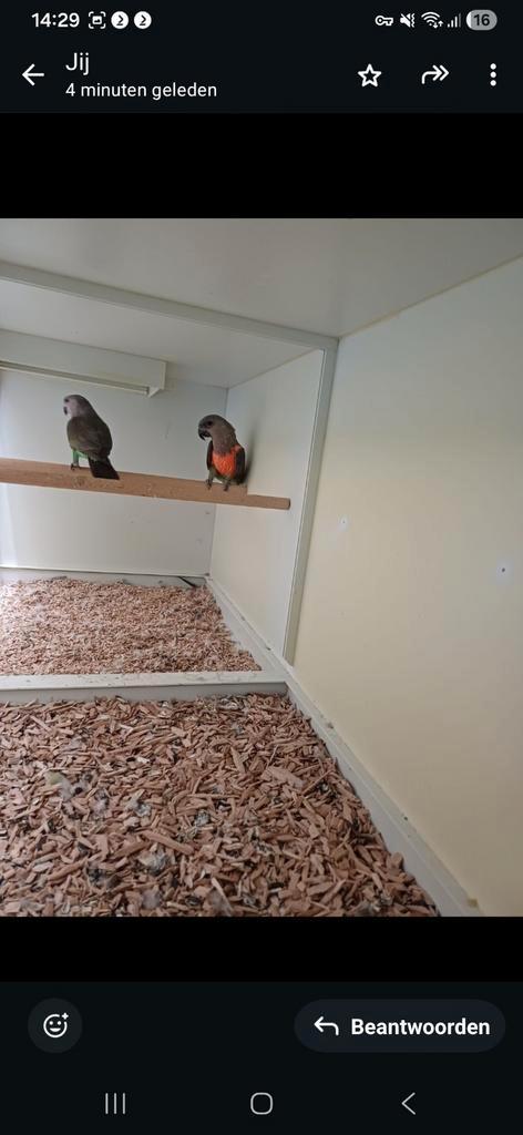 Koppel  rooduikpapegaaien  2016, Huizen en Kamers, Kamers te huur