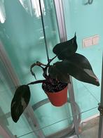 Philodendron, Huis en Inrichting, Kamerplanten, Overige soorten, In pot, Minder dan 100 cm, Halfschaduw
