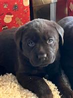 Forse Labrador pups, Nederland, 8 tot 15 weken, Labrador retriever, CDV (hondenziekte)
