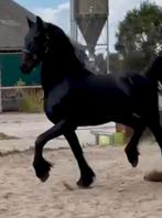 Hele gave 2 jarige lieve  friese Hengst, super afstammeling, Dieren en Toebehoren, Paarden, Gechipt, Dressuurpaard, 0 tot 2 jaar