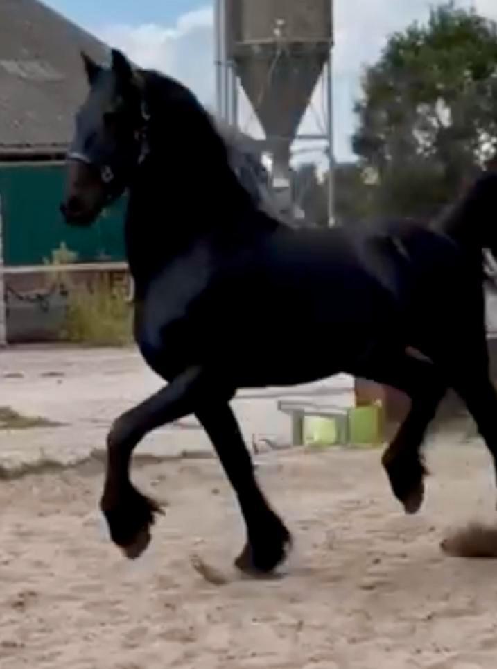 Cayenne Stables biedt aan een 2 jarige lieve  friese Hengst, Dieren en Toebehoren, Paarden, Hengst, Onbeleerd, 160 tot 165 cm