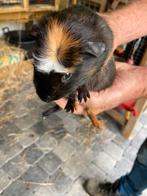 Lieve. Cavia , s.      Beertjes, Dieren en Toebehoren, Knaagdieren, Cavia, Mannelijk, Mei, Tam