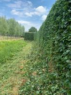 Hovenier voor al uw tuinonderhoid, Diensten en Vakmensen, Tuinmannen en Stratenmakers, Garantie, Tuinonderhoud of Snoeiwerk