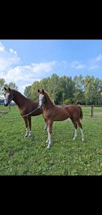 Tuigpaard hengstveulen, Dieren en Toebehoren, Hengst, Minder dan 160 cm, Ontwormd, 0 tot 2 jaar