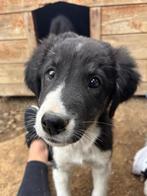 Maak kennis met Esco, Dieren en Toebehoren, Honden | Niet-rashonden, Particulier, Rabiës (hondsdolheid), 15 weken tot 1 jaar, Reu