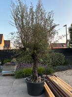 Olijfboom olea europea dikke stam nieuw, Tuin en Terras, Planten | Bomen, 100 tot 250 cm, Olijfboom, Zomer, Ophalen