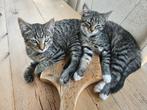 Kittens, 5 mei geboren, Dieren en Toebehoren, Katten en Kittens | Raskatten | Korthaar
