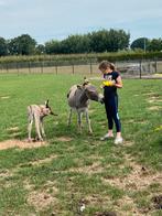 Gezocht verzorgpony/bijrijpony, Ophalen of Verzenden, Zo goed als nieuw