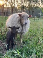 Ouessant schaapjes, Dieren en Toebehoren, Meerdere dieren, Schaap