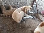 Mooie pup Missy, Dieren en Toebehoren, Honden | Niet-rashonden, Particulier, Rabiës (hondsdolheid), 15 weken tot 1 jaar, Buitenland