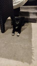 Dek reu chihauhau, Dieren en Toebehoren, Honden | Chihuahua's en Gezelschapshonden, Rabiës (hondsdolheid), 1 tot 2 jaar, Eén hond