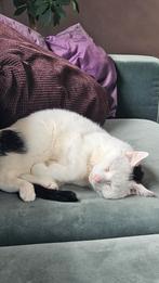7 jarige kater zoekt nieuw huisje, Dieren en Toebehoren, Kater, Kortharig, 6 jaar of ouder