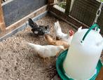 Trio Serama krielen, Meerdere dieren, Kip