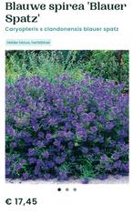 Baardbloem. Blauwe spirea, Tuin en Terras, Ophalen of Verzenden, Struik, Minder dan 100 cm