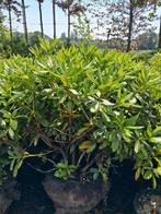 Rhododendron cunningham white, wit bloeiende Rhododendron, Ophalen of Verzenden, Rhododendron, Struik, 100 tot 250 cm