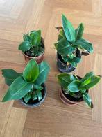 🍌 Bananenplant babybanaan musa dwarf cavemdish, Ophalen, Overige soorten, Minder dan 100 cm