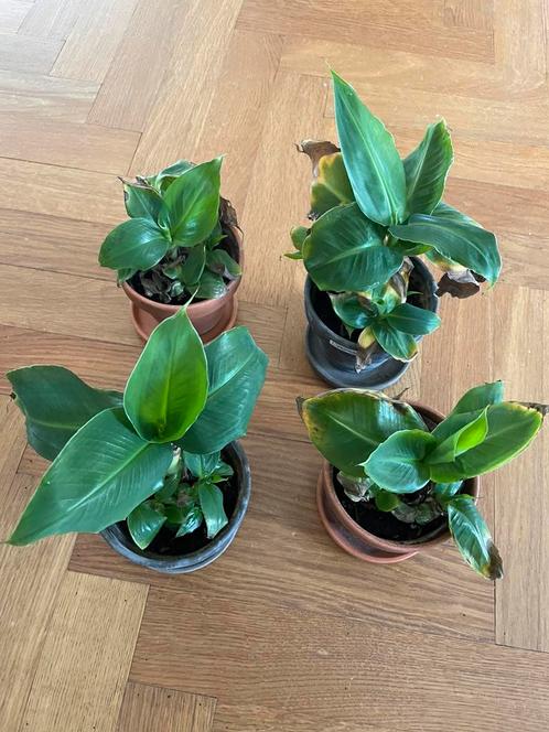 🍌 Bananenplant babybanaan musa dwarf cavemdish, Huis en Inrichting, Kamerplanten, Overige soorten, Minder dan 100 cm, Ophalen