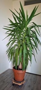 Yucca elephantipes, Ophalen of Verzenden, Halfschaduw, 150 tot 200 cm