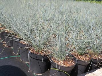 Festuca glauca, blauw schapengras. Siergras planten p9 beschikbaar voor biedingen