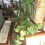 Plantenbak. Bloembak. Kamer divider. Terras plantenbak., Tuin en Terras, Bloembakken en Plantenbakken, Ophalen, Hout