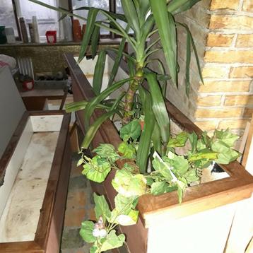 Plantenbak. Bloembak. Kamer divider. Terras plantenbak. beschikbaar voor biedingen