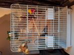 Papegaaienkooi wit, Dieren en Toebehoren, Ophalen, Zo goed als nieuw, Metaal, Vogelkooi
