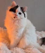 Kruising Ragdoll poesje 5 maanden, Poes