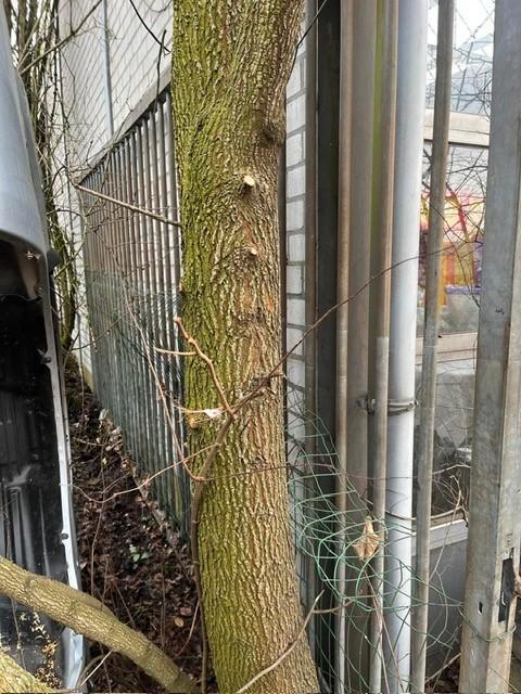 gebruikte poorten 6 mtr en 4 mtr, Tuin en Terras, Tuinhekken en Hekwerk, Gebruikt, Spijlenhekwerk, IJzer, Ophalen