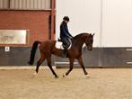 5-jarige springtalent met veel potentie, ruin, Dieren en Toebehoren, Paarden, Springpaard, B, Gechipt, Ruin