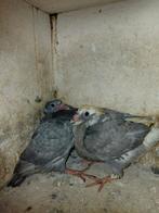 4 mooie jonge kleurpostduiven piepers, Dieren en Toebehoren, Vogels | Duiven, Meerdere dieren, Postduif