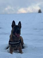 Dekreu mechelse herder aangeboden, Rabiës (hondsdolheid), Reu, 1 tot 2 jaar, Eén hond
