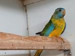 Splendid parkiet pop  mutatie, Dieren en Toebehoren, Vogels | Parkieten en Papegaaien, Vrouwelijk, Parkiet