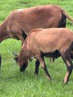 Barbados bokje, Dieren en Toebehoren, Mannelijk, Geit
