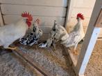 Trio bonte leghorn, Dieren en Toebehoren, Pluimvee, Meerdere dieren, Kip