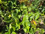 Schoenlappersplant, Tuin en Terras, Planten | Tuinplanten, Ophalen, Zomer, Overige soorten, Volle zon