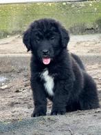 Newfoundlander kruising pups, 8 tot 15 weken, Groot, CDV (hondenziekte), Meerdere
