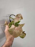 Syngonium Neon, Huis en Inrichting, Kamerplanten, Ophalen of Verzenden, Overige soorten, Minder dan 100 cm
