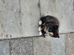 Jonge kittens, Dieren en Toebehoren, Katten en Kittens | Overige Katten, Meerdere dieren, Kortharig, 0 tot 2 jaar