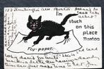 De poes zit vast aan het vliegenplakpapier, 1905, Boston USA, Gelopen, Voor 1920, Verzenden, Hond of Kat