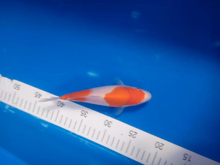 Te koop prachtige Kohaku 30 a 35 cm, Dieren en Toebehoren, Vissen | Vijvervissen, Karper of Koi