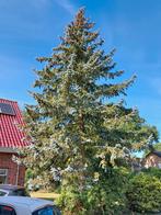 kerstboom, Ophalen, Nieuw