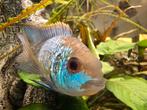 Vis acara electric blue, Vis, Zoetwatervis