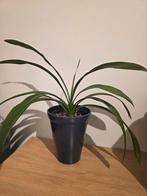 Planten, Tuin en Terras, Planten | Tuinplanten, Ophalen, Overige soorten, Volle zon