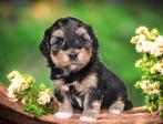 Pups van Kennel de Hoeve, Parvo, Nederland, Overige rassen, 8 tot 15 weken