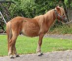 Te koop twee  super leuke en lieve shetlander ruin, Ruin, A pony (tot 1.17m), 3 tot 6 jaar, Gechipt