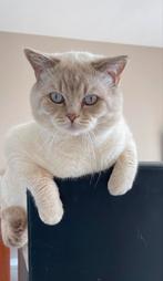 Britse korthaar DEKKATER NIET TE KOOP!, Dieren en Toebehoren, Kater, Ontwormd