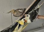 koppel valkparkieten, Dieren en Toebehoren, Meerdere dieren, Parkiet